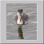 Podiceps cristatus - Haubentaucher jung 02 Steinhuder-Meer.jpg